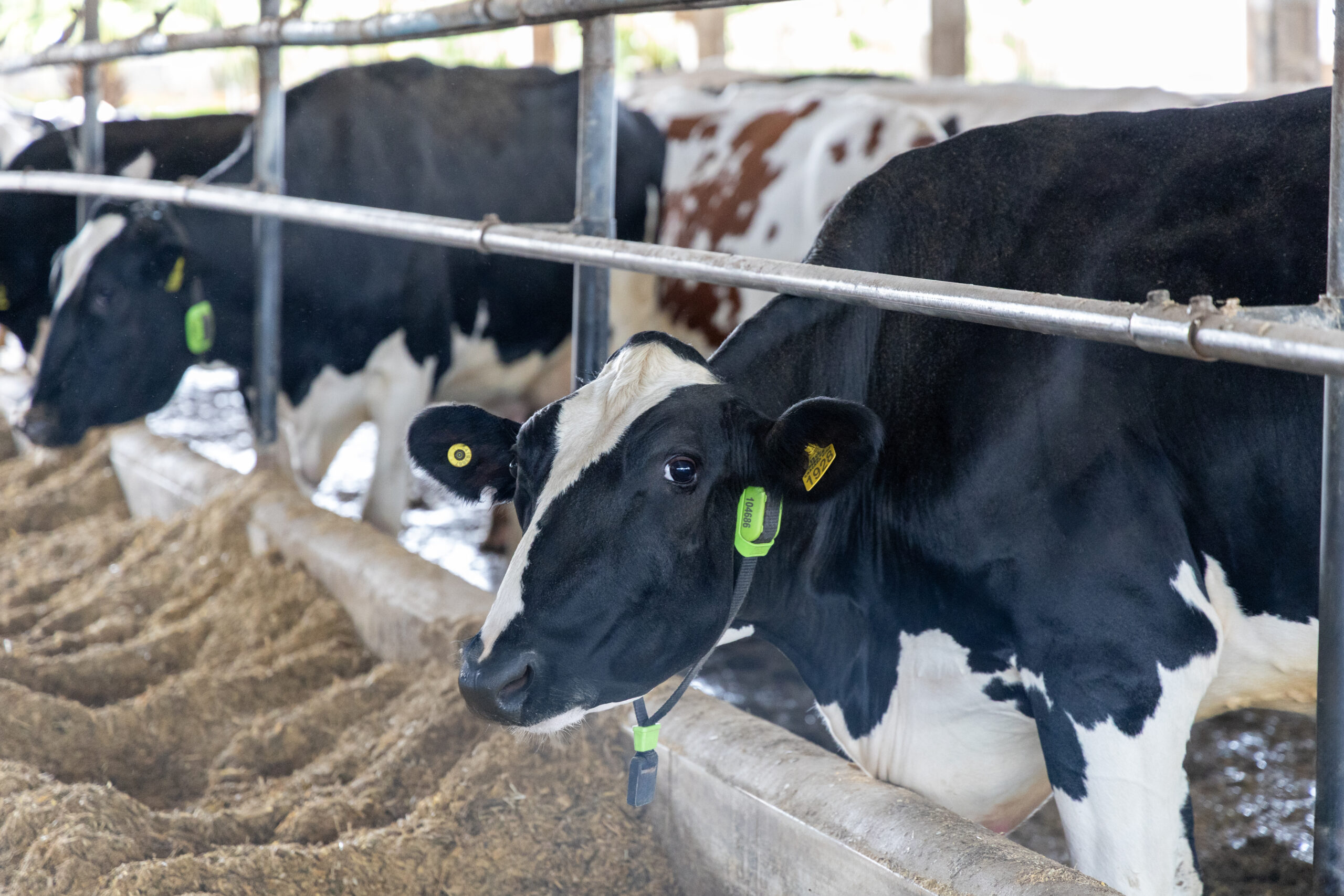 Benefícios do Monitoramento do Gado de Leite para Aumentar a Produção