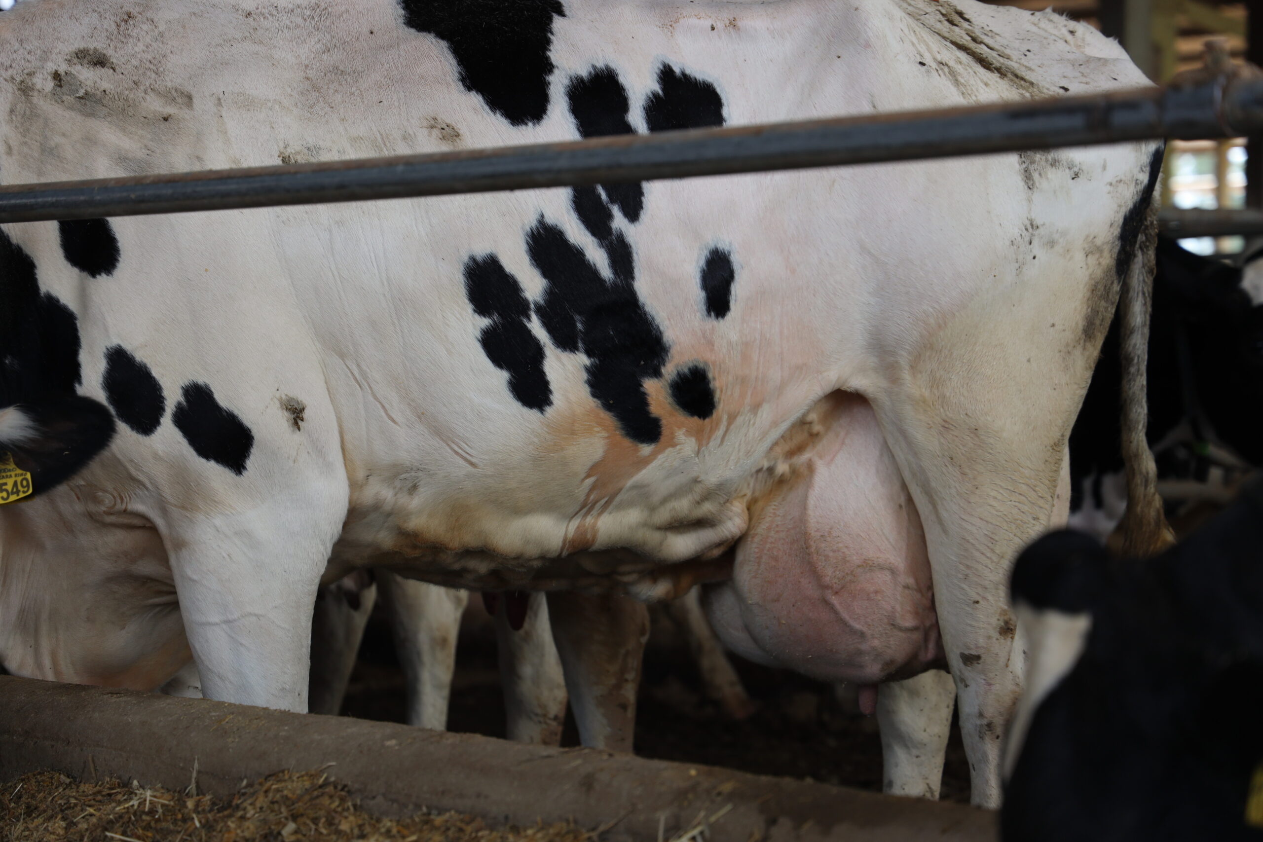 Principais Problemas de Saúde em Vacas Leiteiras e Como Preveni-los