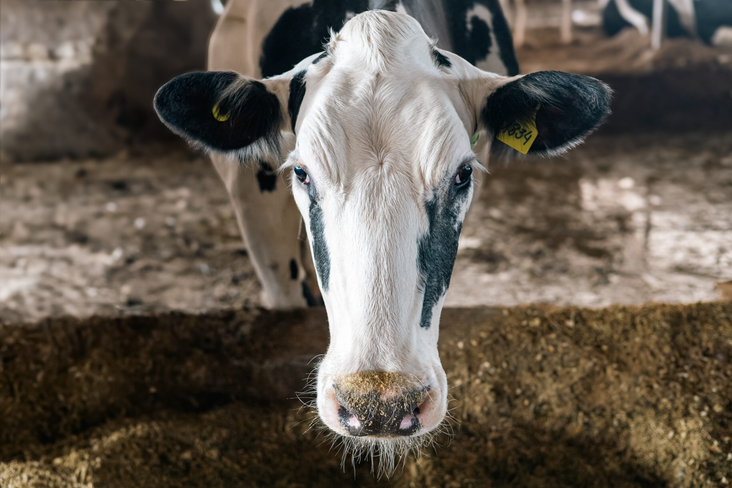 Como Evitar Estresse Térmico em Vacas e Aumentar a Produção de Leite
