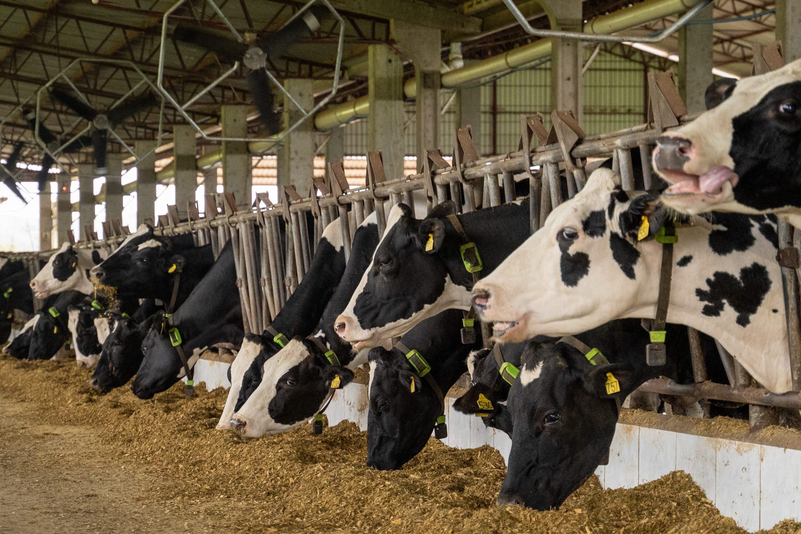 Vacas con collar Cowmed